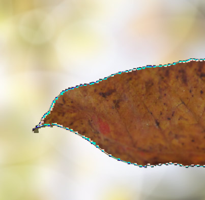 leaf-outline